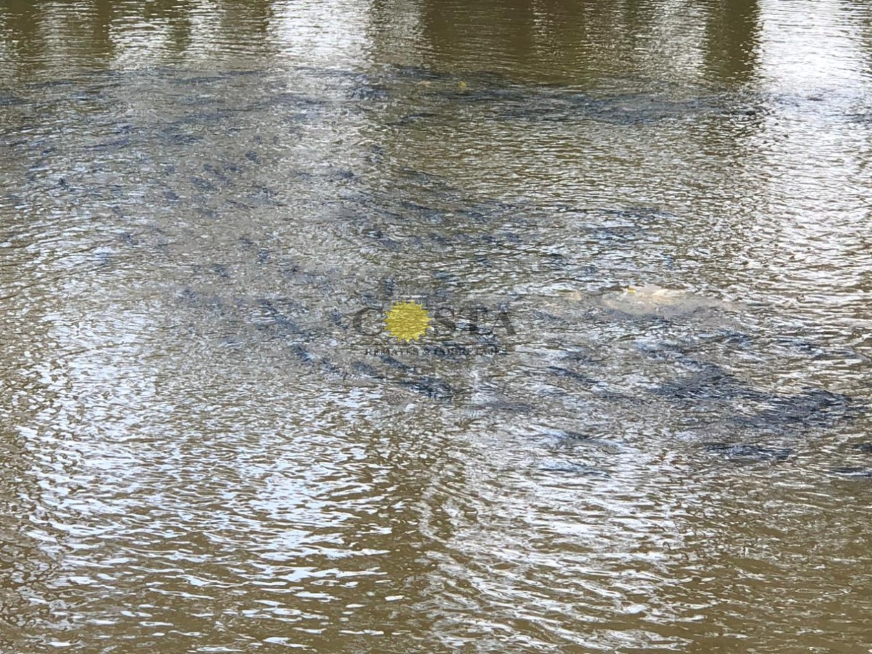 PESQUE Y PAGUE DE 1,2 HAS. CON 3 LAGUNAS. SAN ISIDRO. POSADAS. MISIONES